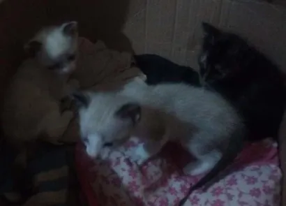 Gato raça Indefinida idade Abaixo de 2 meses nome Sem nome 