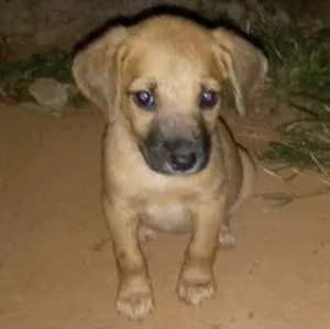 Cachorro raça Vira amor  idade Abaixo de 2 meses nome Ainda sem nome 