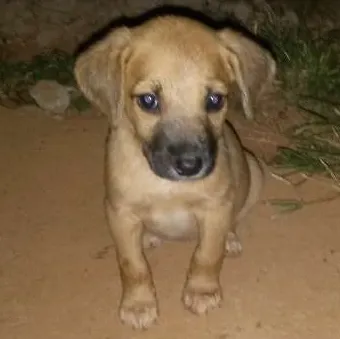 Cachorro ra a Vira amor  idade Abaixo de 2 meses nome Ainda sem nome 