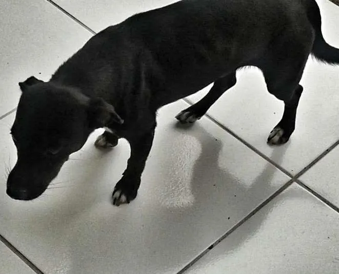 Cachorro ra a vira-lata idade 3 anos nome nina