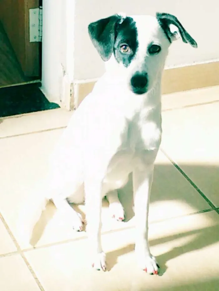 Cachorro raça SRD idade 1 ano nome Susuki
