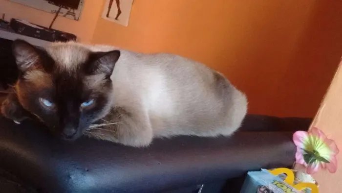 Gato ra a Siamês/SRD idade 1 ano nome Mia/Ikki