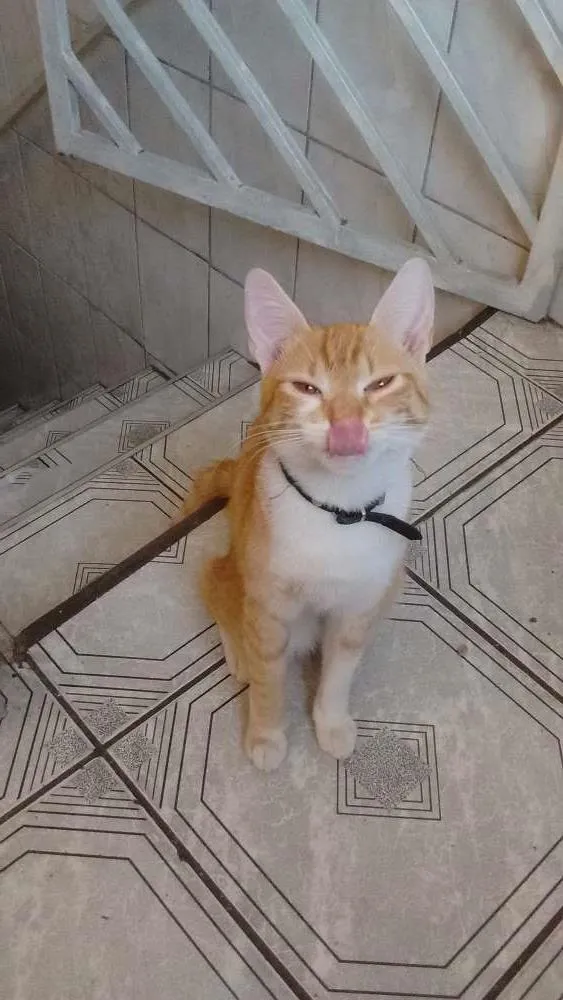 Gato ra a Siamês/SRD idade 1 ano nome Mia/Ikki