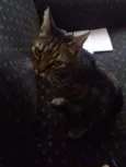 Estela