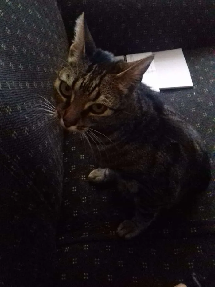 Gato ra a Srd idade 7 a 11 meses nome Estela