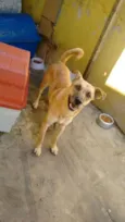 Cachorro raça SRD idade 1 ano nome Mike