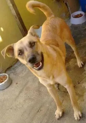 Cachorro raça SRD idade 1 ano nome Mike