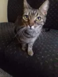 Estela