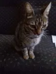 Estela