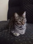 Estela