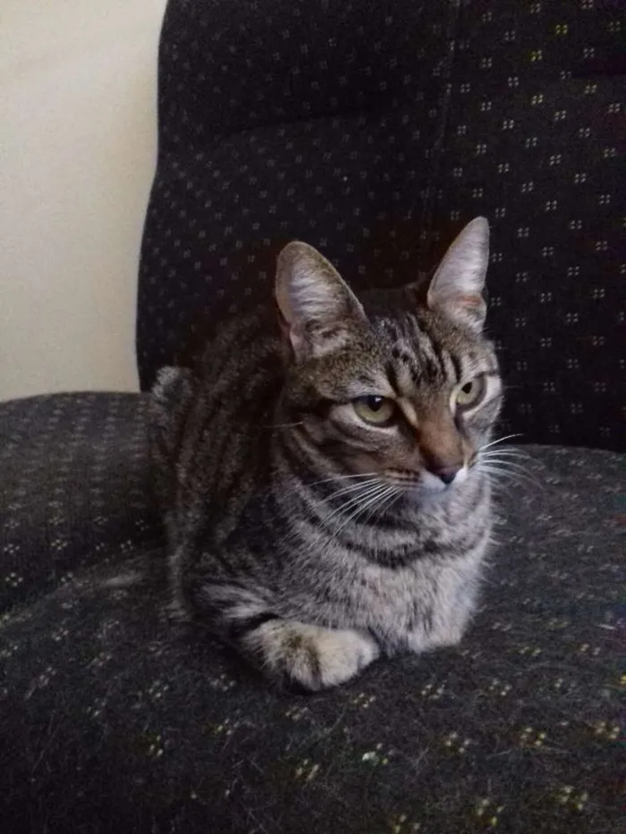 Gato ra a Srd idade 7 a 11 meses nome Estela