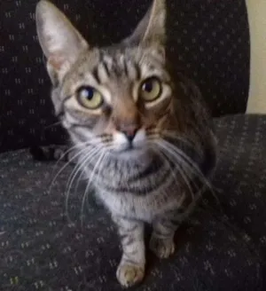 Gato raça Srd idade 7 a 11 meses nome Estela