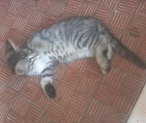 Gato raça mista idade 2 a 6 meses nome nenhum ainda