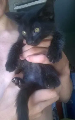 Gato raça mista idade 2 a 6 meses nome nenhum ainda