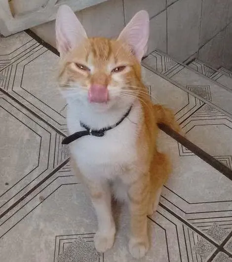 Gato ra a Siamês/SRD idade 1 ano nome Mia/Ikki