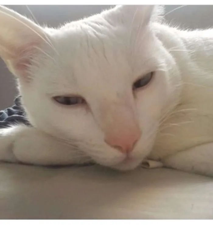 Gato ra a Vira lata idade 5 anos nome Lars