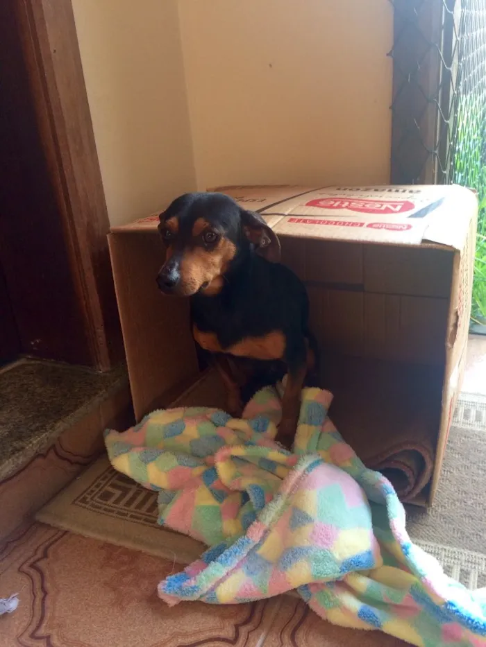 Cachorro raça Pincher  idade  nome Charlie