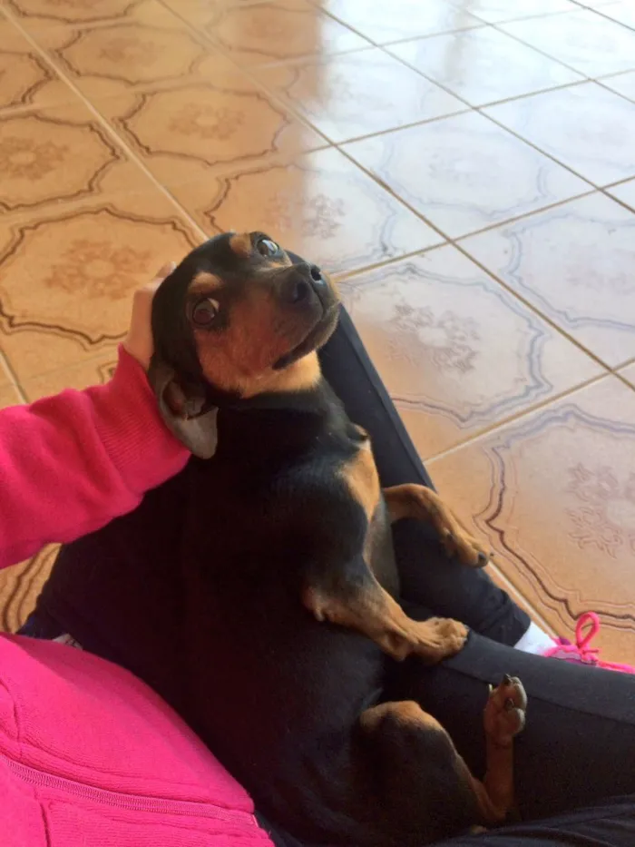 Cachorro raça Pincher  idade  nome Charlie