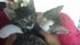 Filhotes de gato