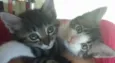 Filhotes de gato