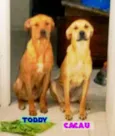 Cachorro raça Viralata idade 1 ano nome Toddy e Cacau