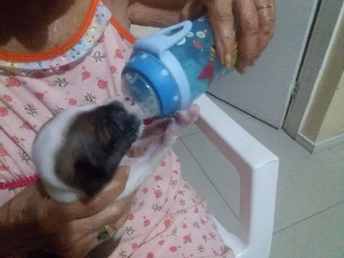 Cachorro ra a  idade Abaixo de 2 meses nome toto