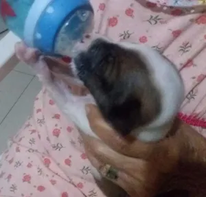 Cachorro raça  idade Abaixo de 2 meses nome toto