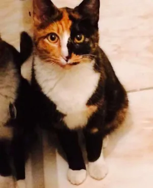 Gato raça Virá lata idade 7 a 11 meses nome Lilica