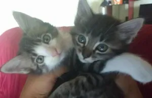 Gato raça  idade 2 a 6 meses nome Filhotes de gato