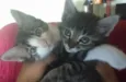 Filhotes de gato