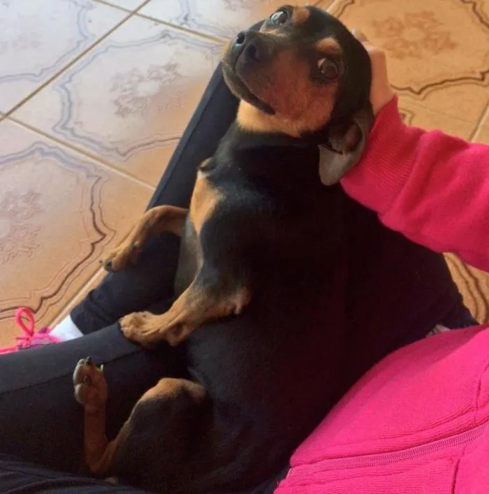 Cachorro raça Pincher  idade  nome Charlie