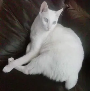 Gato raça Vira lata idade 5 anos nome Lars