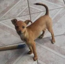 Cachorro ra a Pinscher com vira-lata idade 1 ano nome Kika