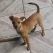 Cachorro raça Pinscher com vira-lata idade 1 ano nome Kika