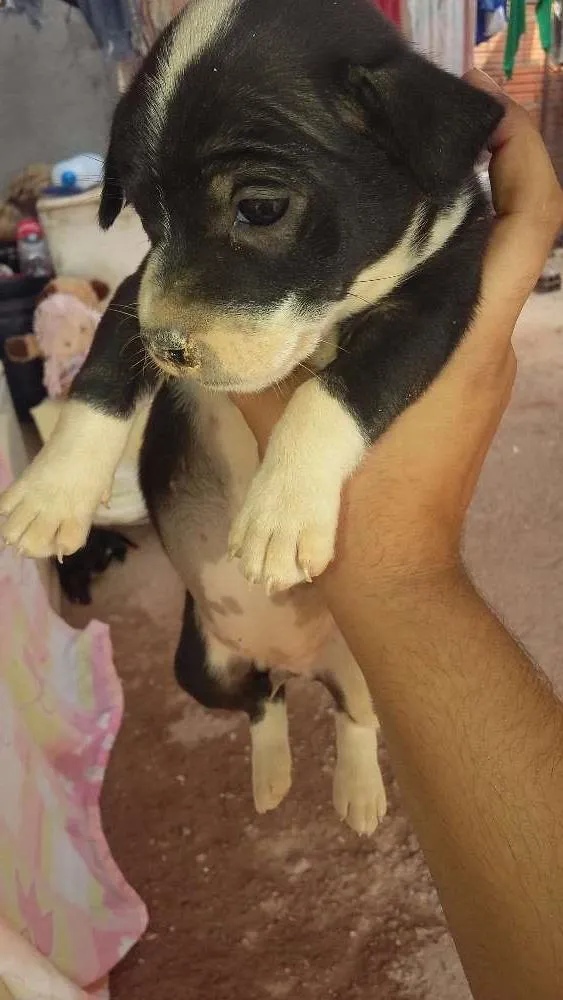 Cachorro ra a SRD idade Abaixo de 2 meses nome nao tem ainda