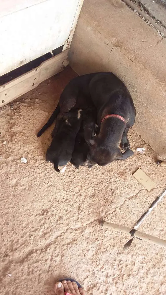 Cachorro ra a SRD idade Abaixo de 2 meses nome nao tem ainda