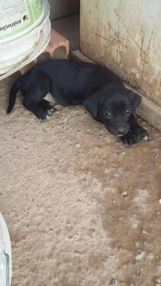 Cachorro ra a SRD idade Abaixo de 2 meses nome nao tem ainda