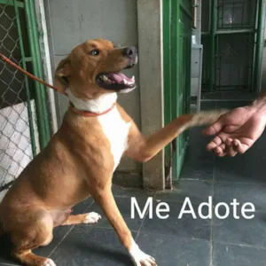 Cachorro raça MIX DE LABRADOR idade 1 ano nome TED