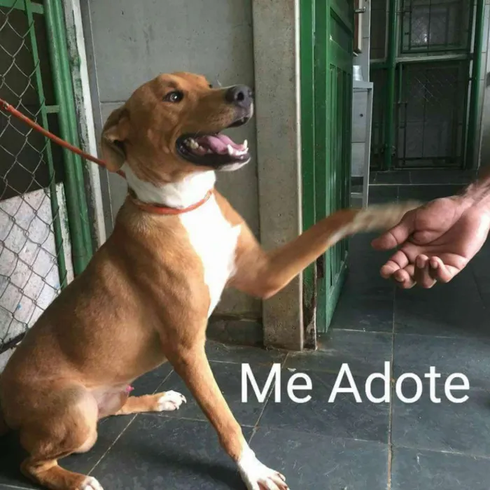 Cachorro ra a MIX DE LABRADOR idade 1 ano nome TED