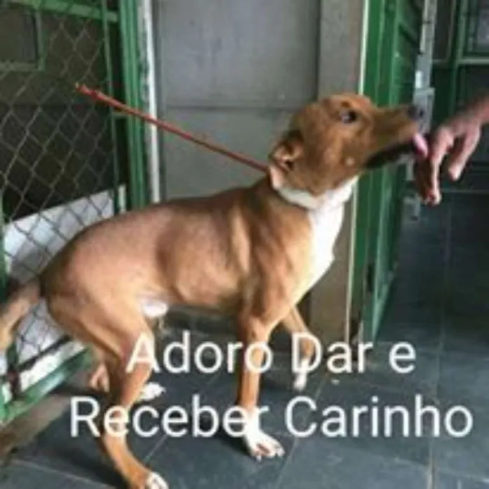 Cachorro ra a MIX DE LABRADOR idade 1 ano nome TED