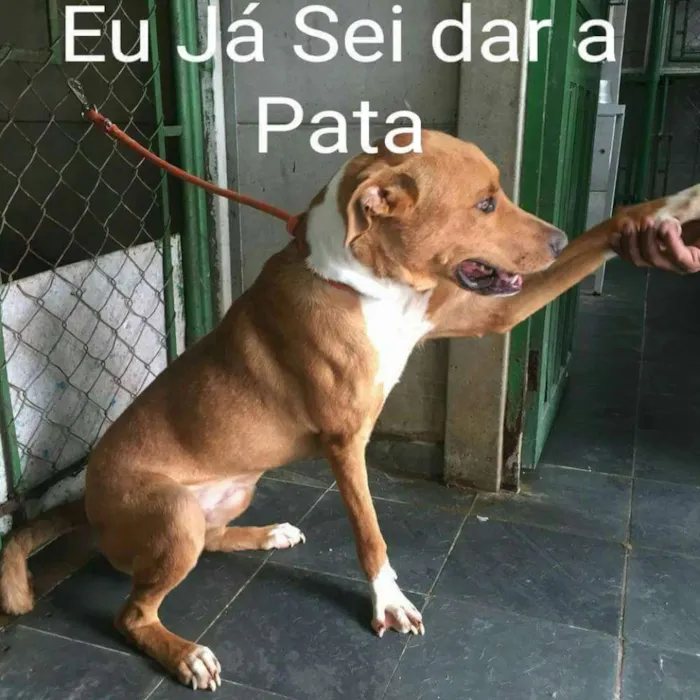 Cachorro ra a MIX DE LABRADOR idade 1 ano nome TED