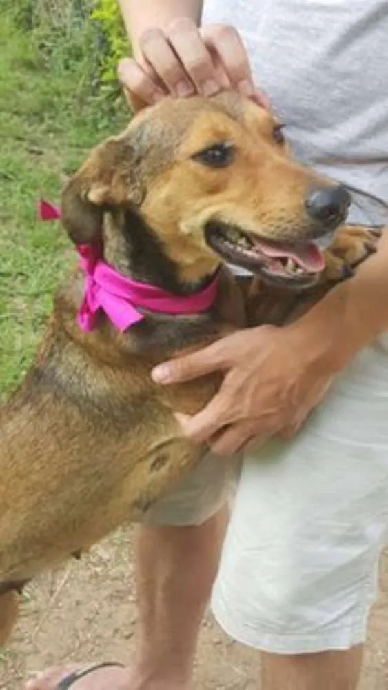 Cachorro ra a SRD idade 3 anos nome FRIDA