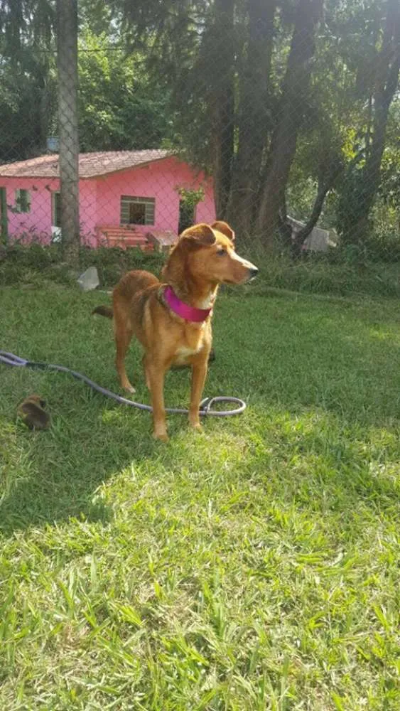 Cachorro ra a SRD idade 3 anos nome XUXA
