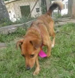 Cachorro raça SRD idade 3 anos nome XUXA