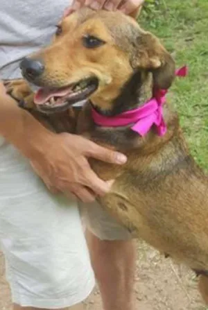 Cachorro raça SRD idade 3 anos nome FRIDA