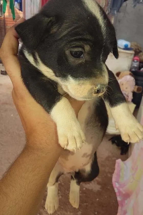 Cachorro ra a SRD idade Abaixo de 2 meses nome nao tem ainda