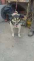 LALINHA
