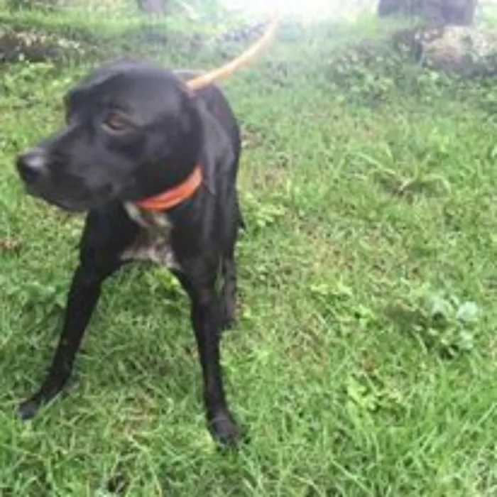 Cachorro ra a mix de Labrador idade 3 anos nome Lindinha