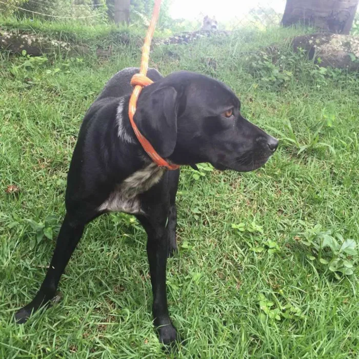 Cachorro ra a mix de Labrador idade 3 anos nome Lindinha