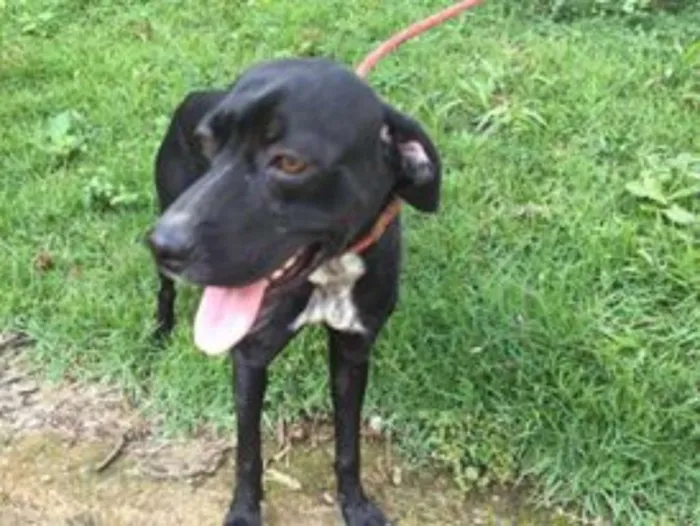 Cachorro ra a mix de Labrador idade 3 anos nome Lindinha